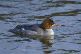Goosander 